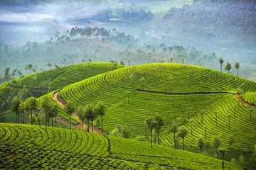 Munnar-Thekkady - Short Family Tour Smart Fmaily Vacations